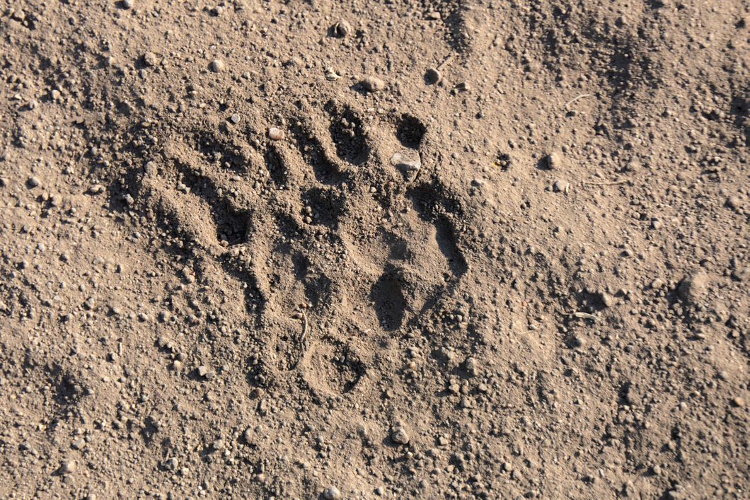 Spur im Sand