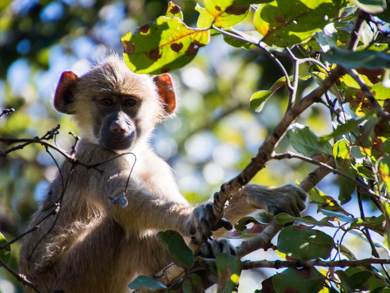 volunteering-malawi-sanctuary-yellow-baboon-tree