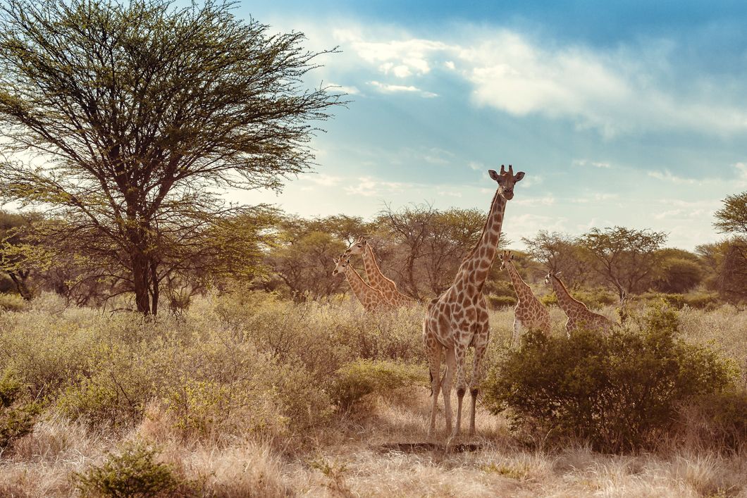 natur-und-rangerkurs-namibia-apprentice-field-guide-giraffes-natucate