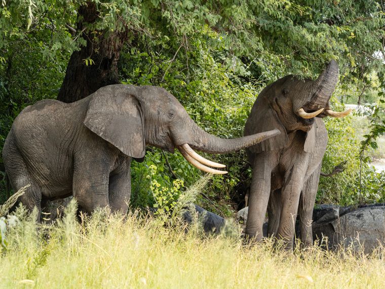 natucate-blog-travel-guide-tansania-ruaha-nationalpark-forest-elephants