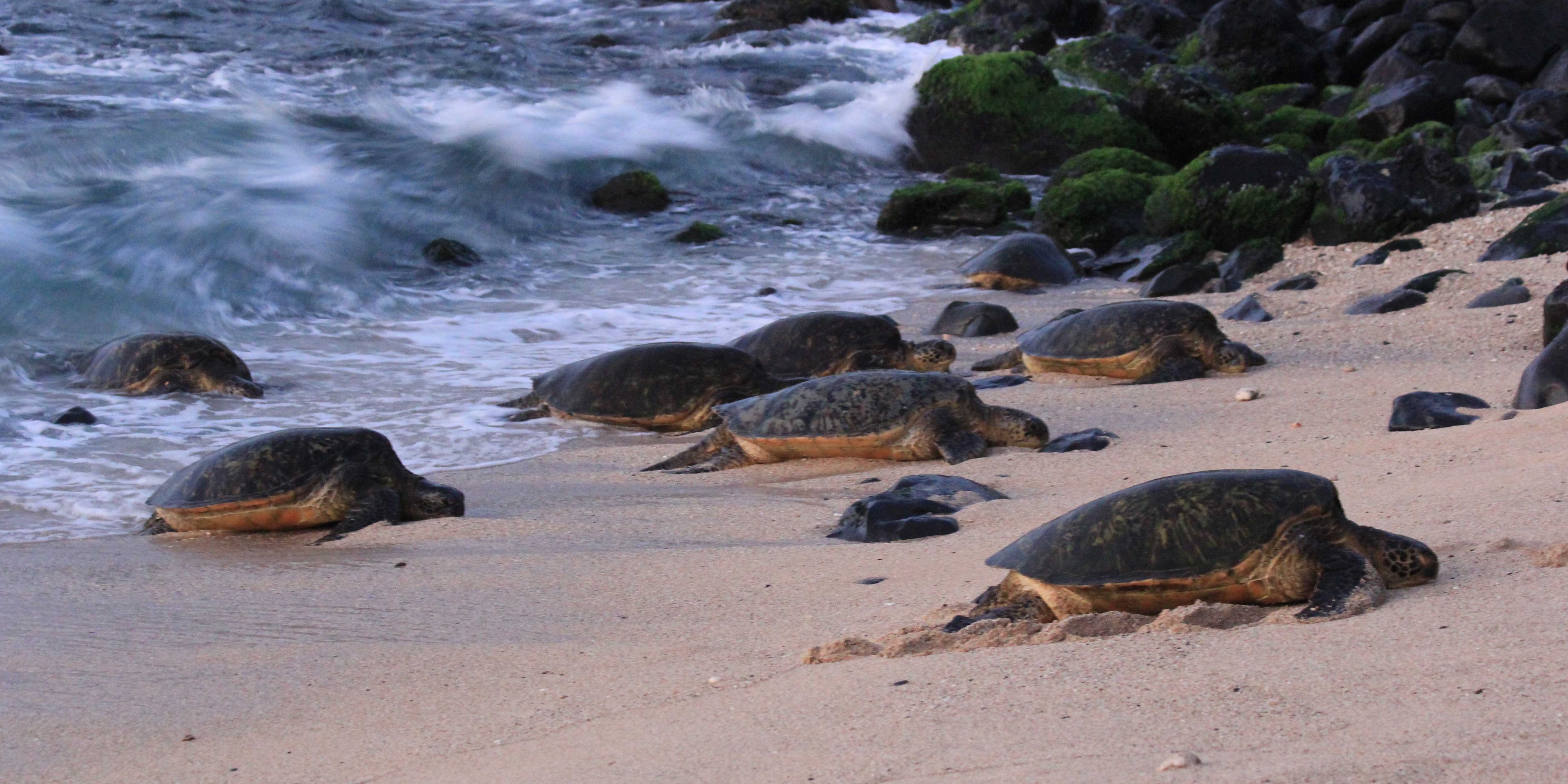 Species conservation in the USA: A group of sea tutles on a beach in Hawaii