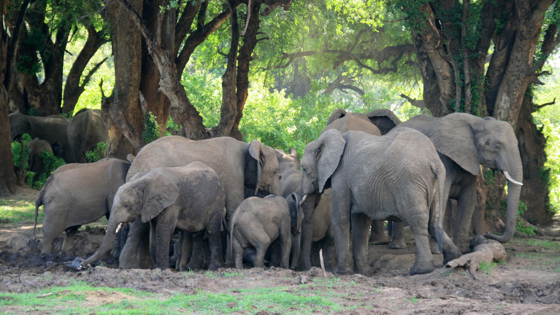 Herd of elephants in the wilderness of South Africa