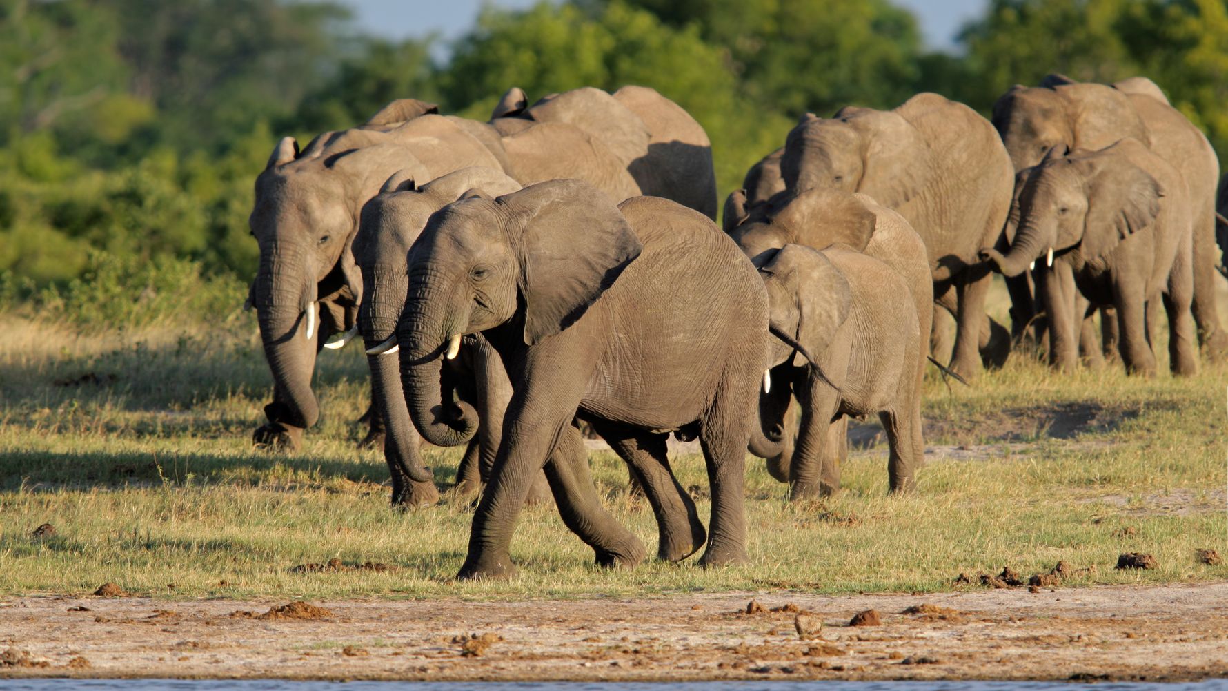 Herd of elephants in Zimbabwe