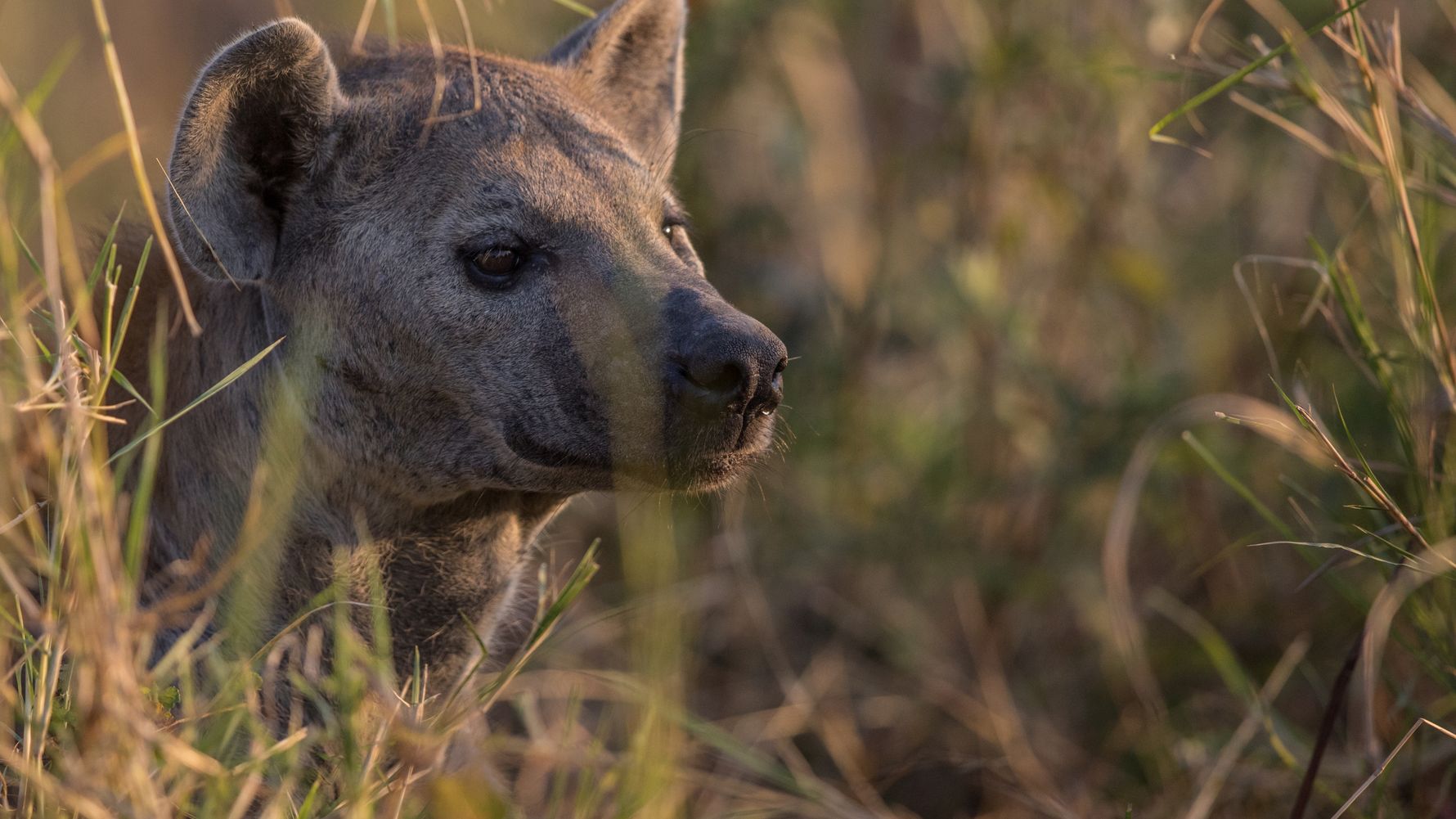 Aufnahme des Kopfes einer Hyaene im suedlichen Afrika
