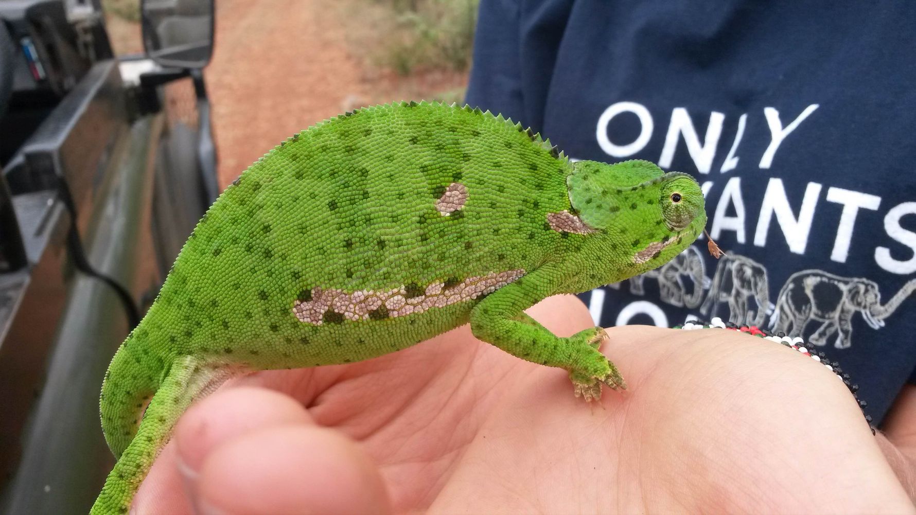erfahrungsberichte-suedafrika-rangerausbildung-reptil-natucate
