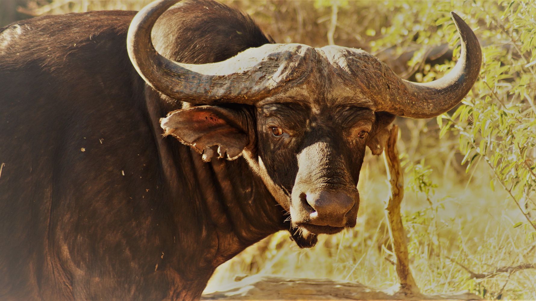Natucate Blog – African Buffalo ⋅ Natucate