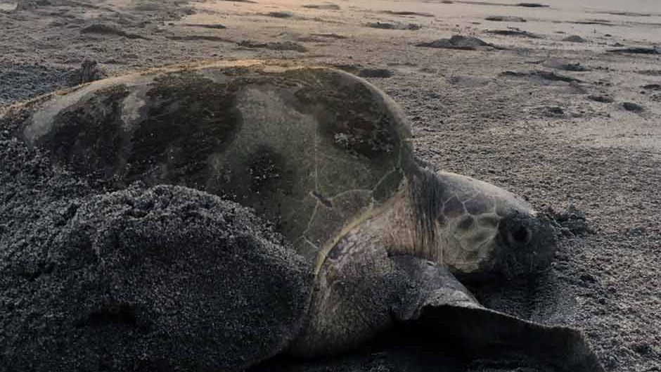 erfahrungsbericht-praktikum-costa-rica-artenschutz-schildkroete-natucate
