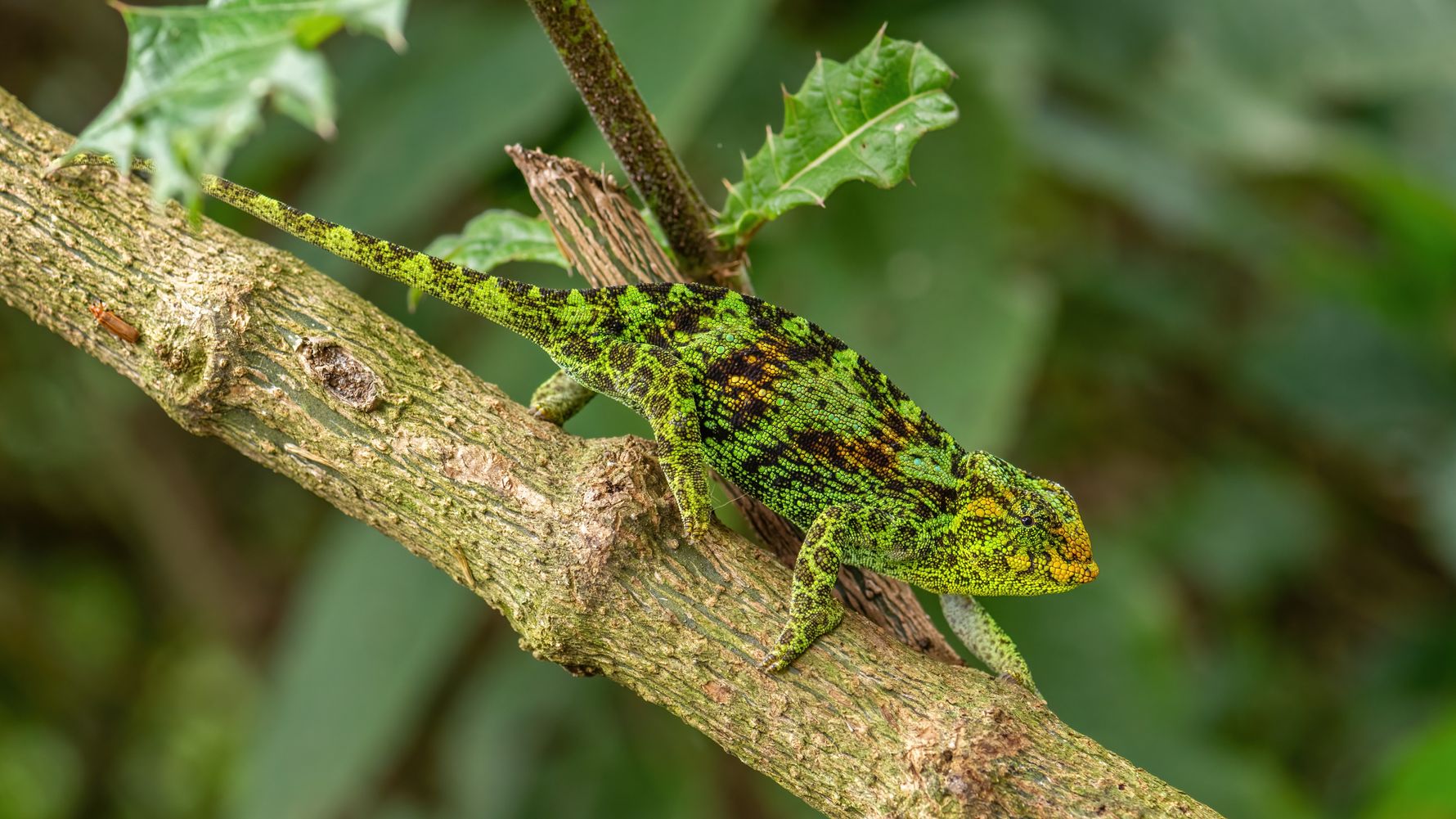 Green chameleon in Uganda