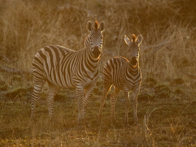 blog-wissen-hwange-national-park-zebra