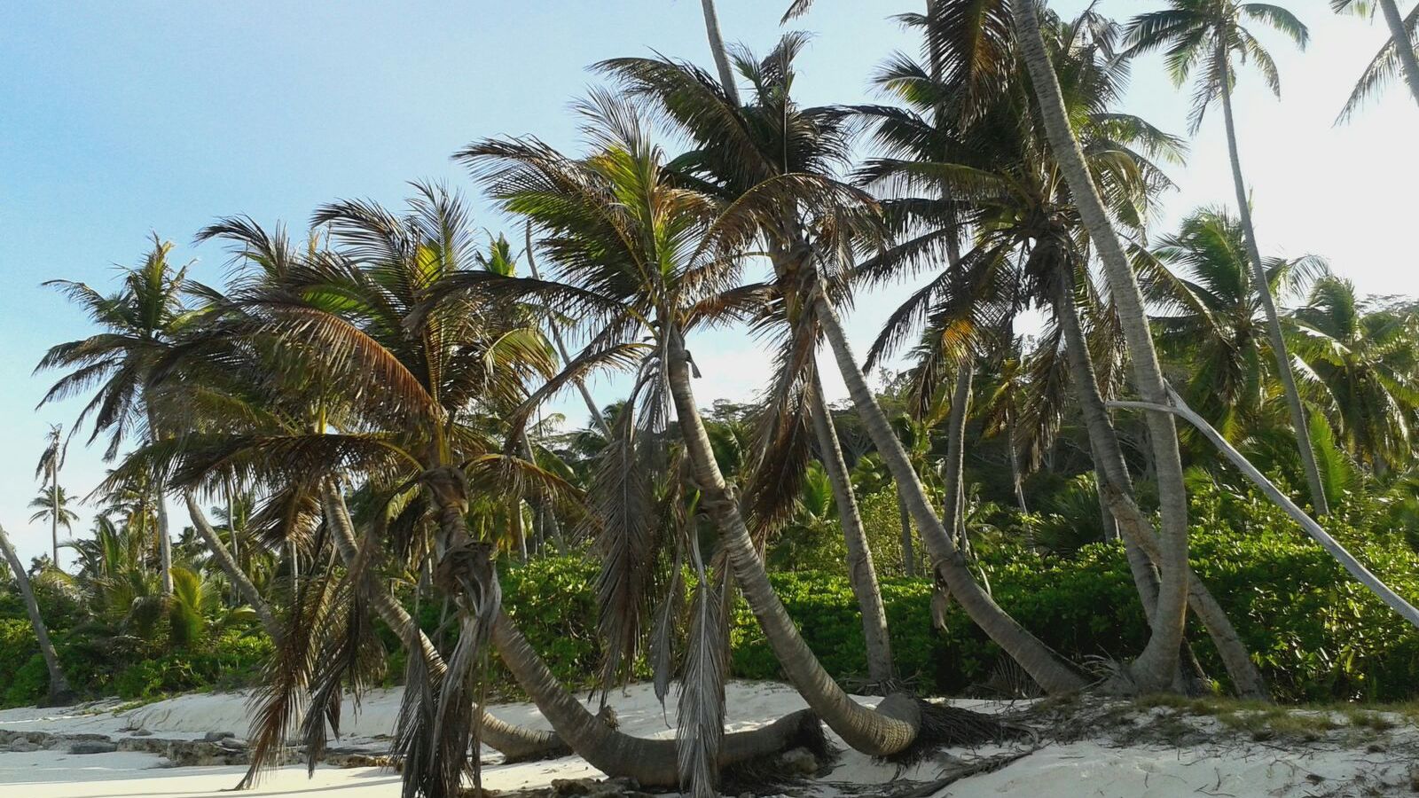 freiwilligenarbeit-seychellen-erfahrungsbericht-artenschutz-kundenfotos-palmen-natucate