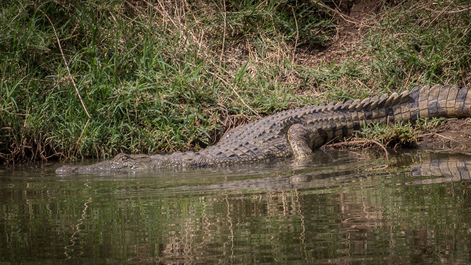 Naturguideausbildung: Ein Krokodil auf dem Weg ins Wasser