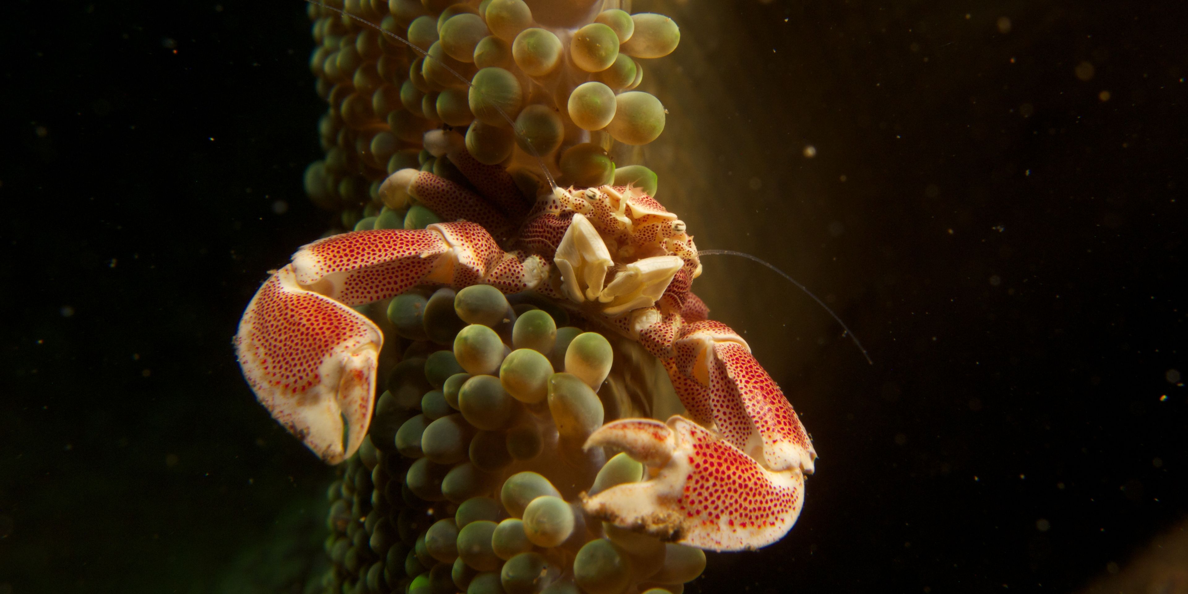 A crab underwater in the Philippines