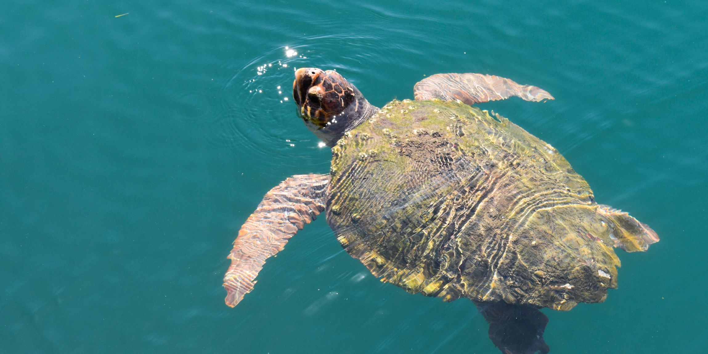 Volunteering in Greece – Sea Turtle Conservation ⋅ Natucate