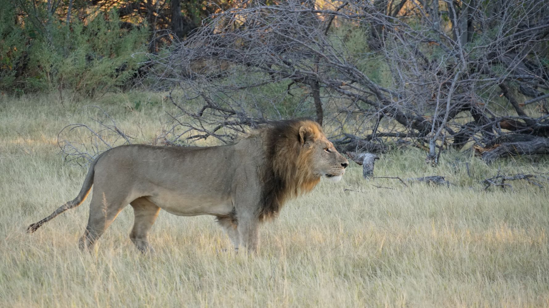 erfahrungsberichte-rangerkurse-botswana-field-guide-training-walter-loewe-natucate