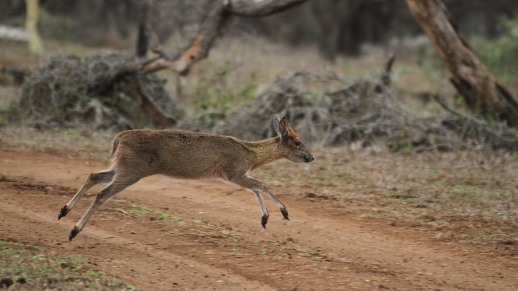 Ein Kronenducker versucht die Strasse so schnell wie moeglich zu ueberqueren