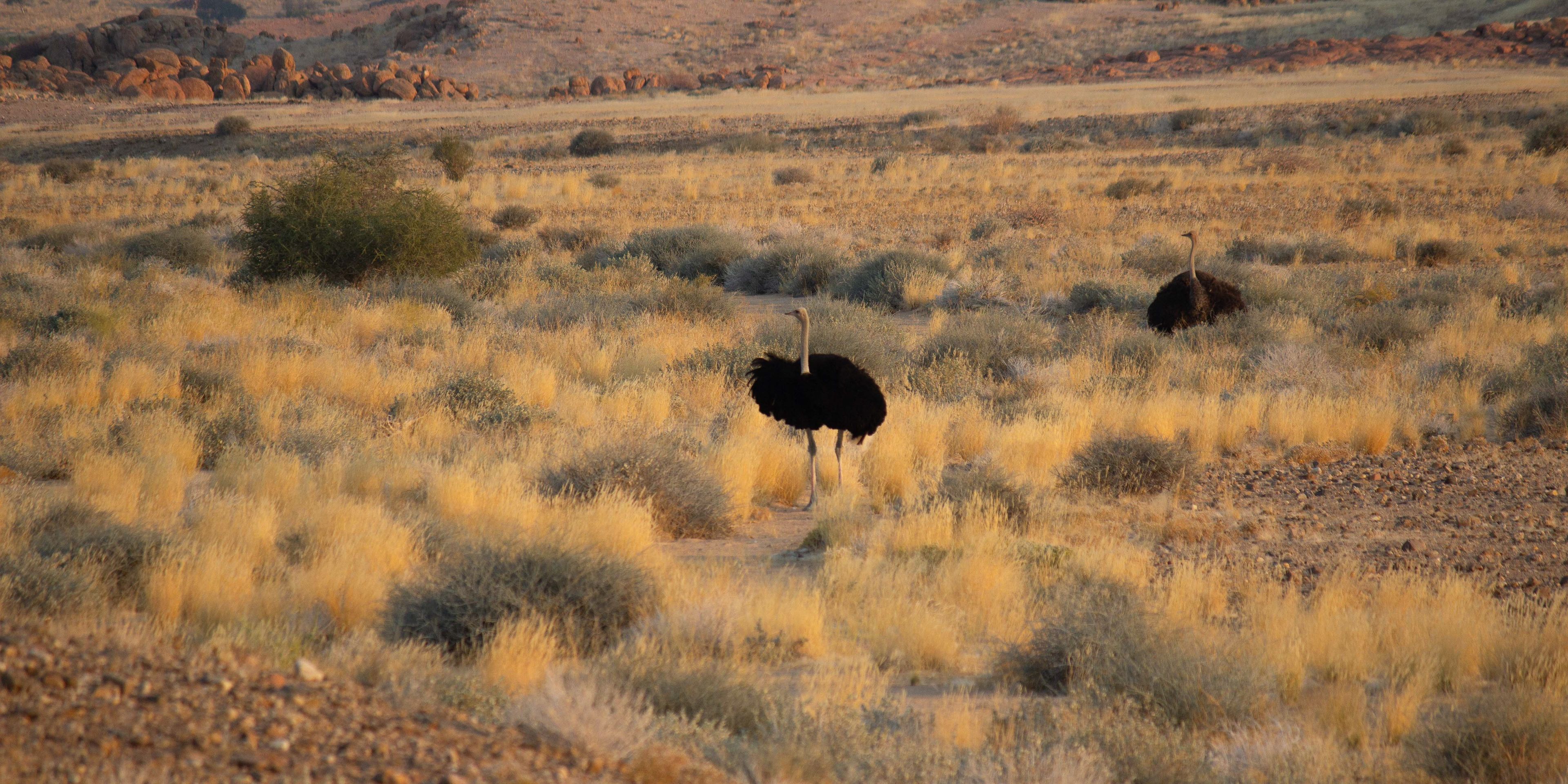 natucate-freiwilligenarbeit-namibia-strasse
