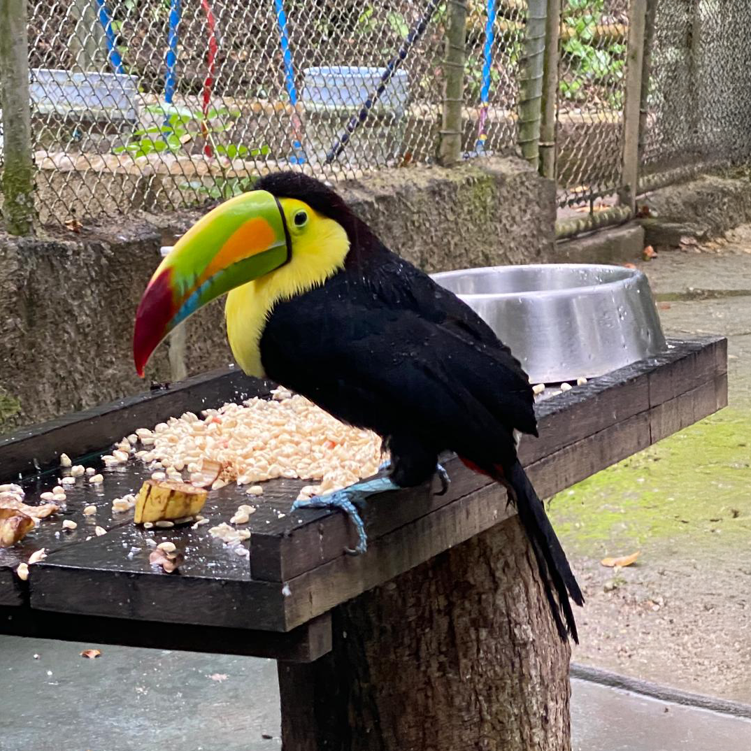 blog-erfahrungsbericht-freiwilligenarbeit-guatemala-magdalena-toucan