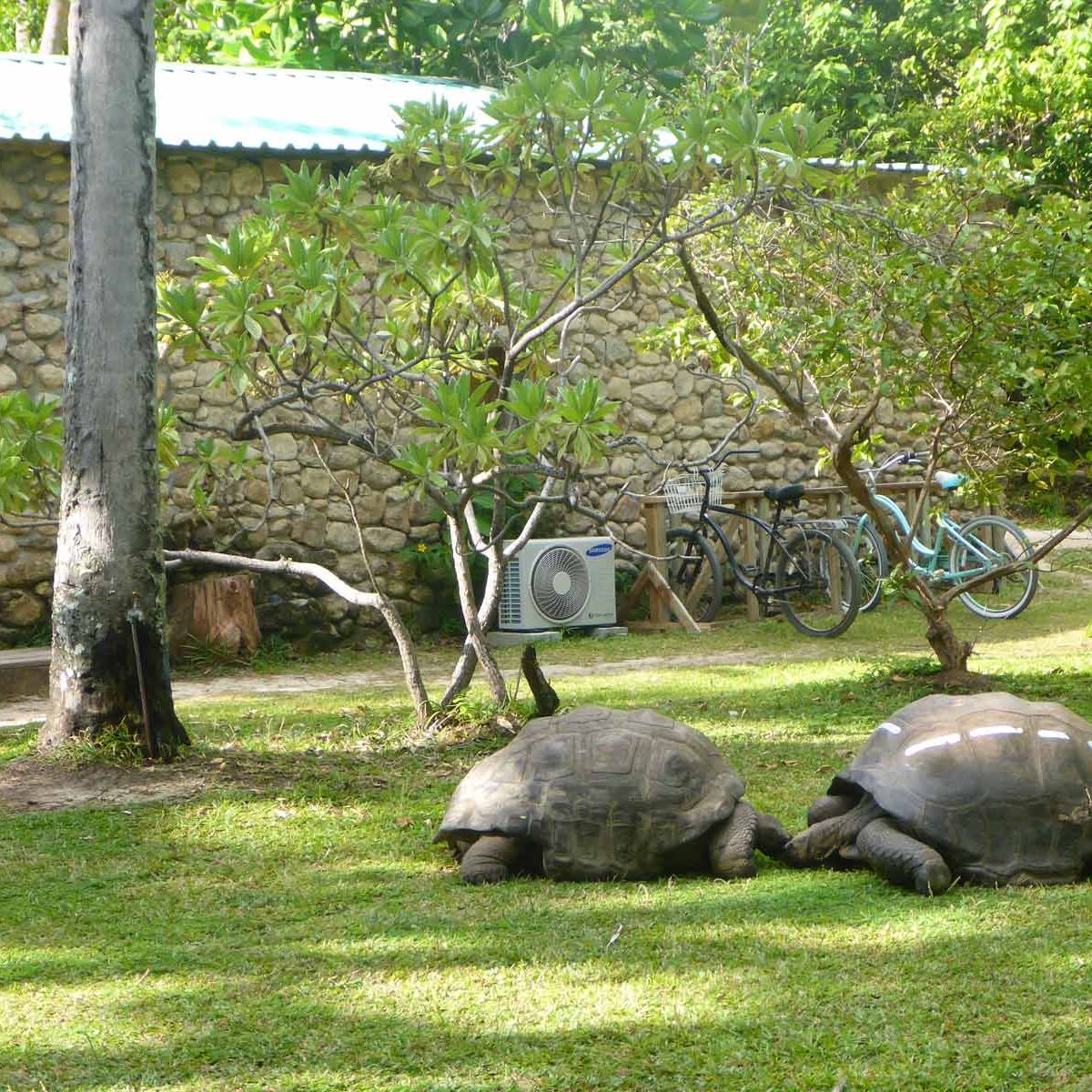 freiwilligenarbeit-seychellen-erfahrungsbericht-artenschutz-kundenfotos-schildkroeten-natucate