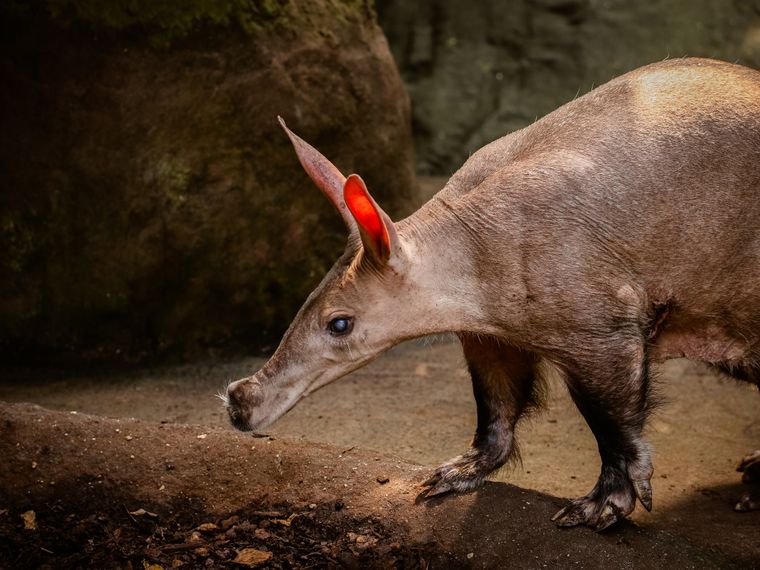 blog-erdferkel-wissen-aardvark-nahaufnahme-natucate