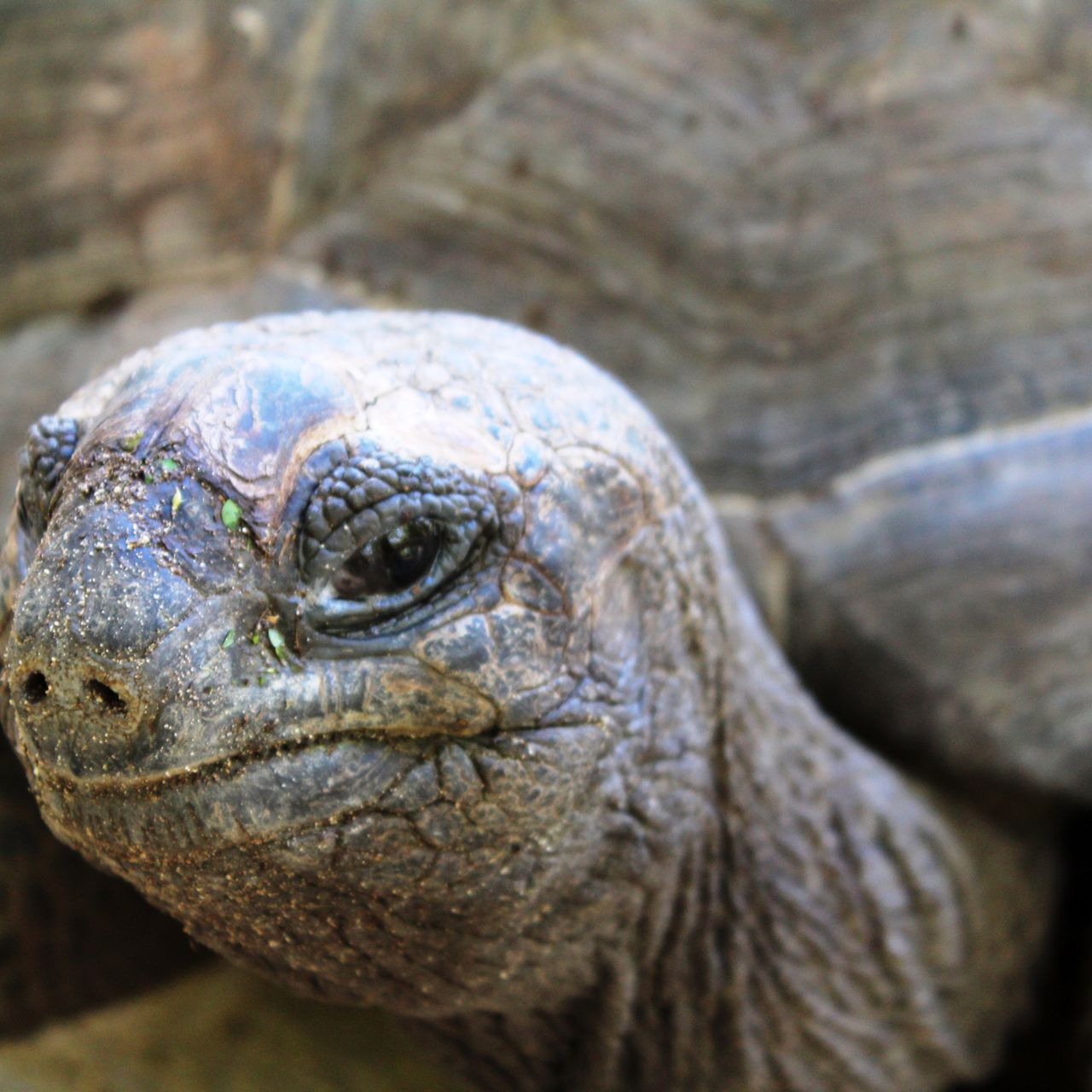erfahrungsbericht-freiwilligenarbeit-seychellen-north-island-artenschutz-claudia-riesenschildkroete-natucate