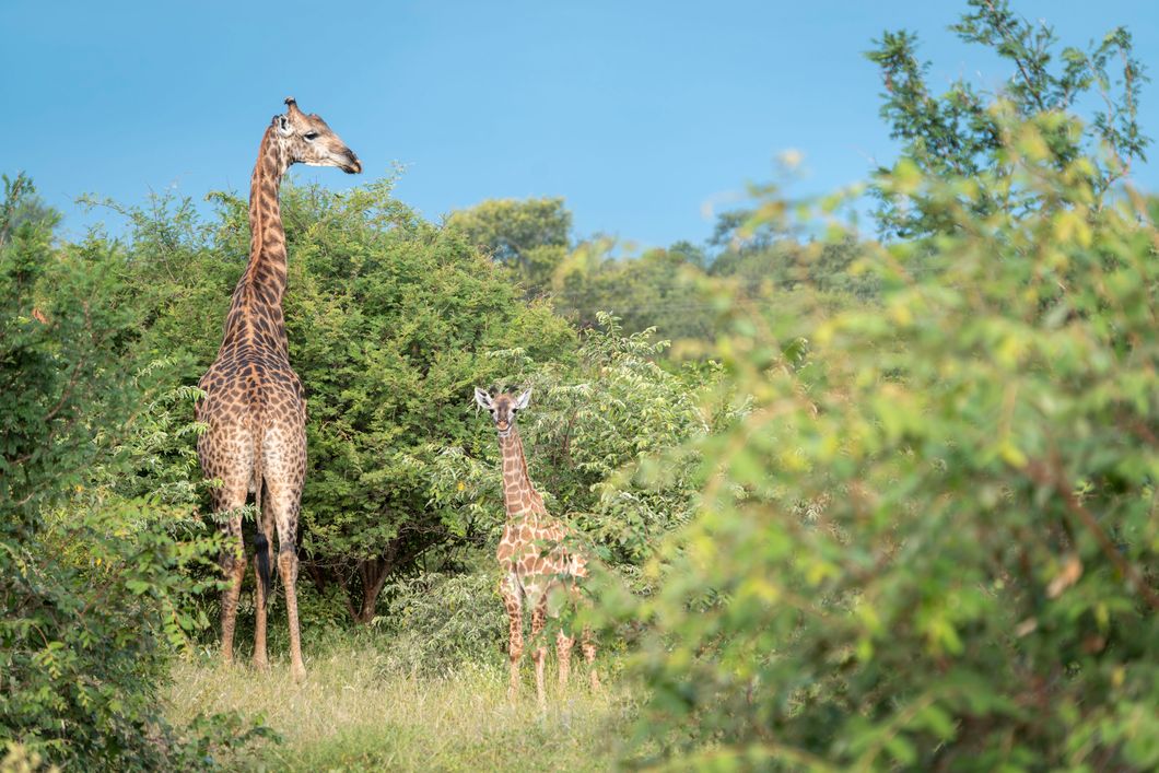 natucate-naturreise-bw-experience-baby-giraffe