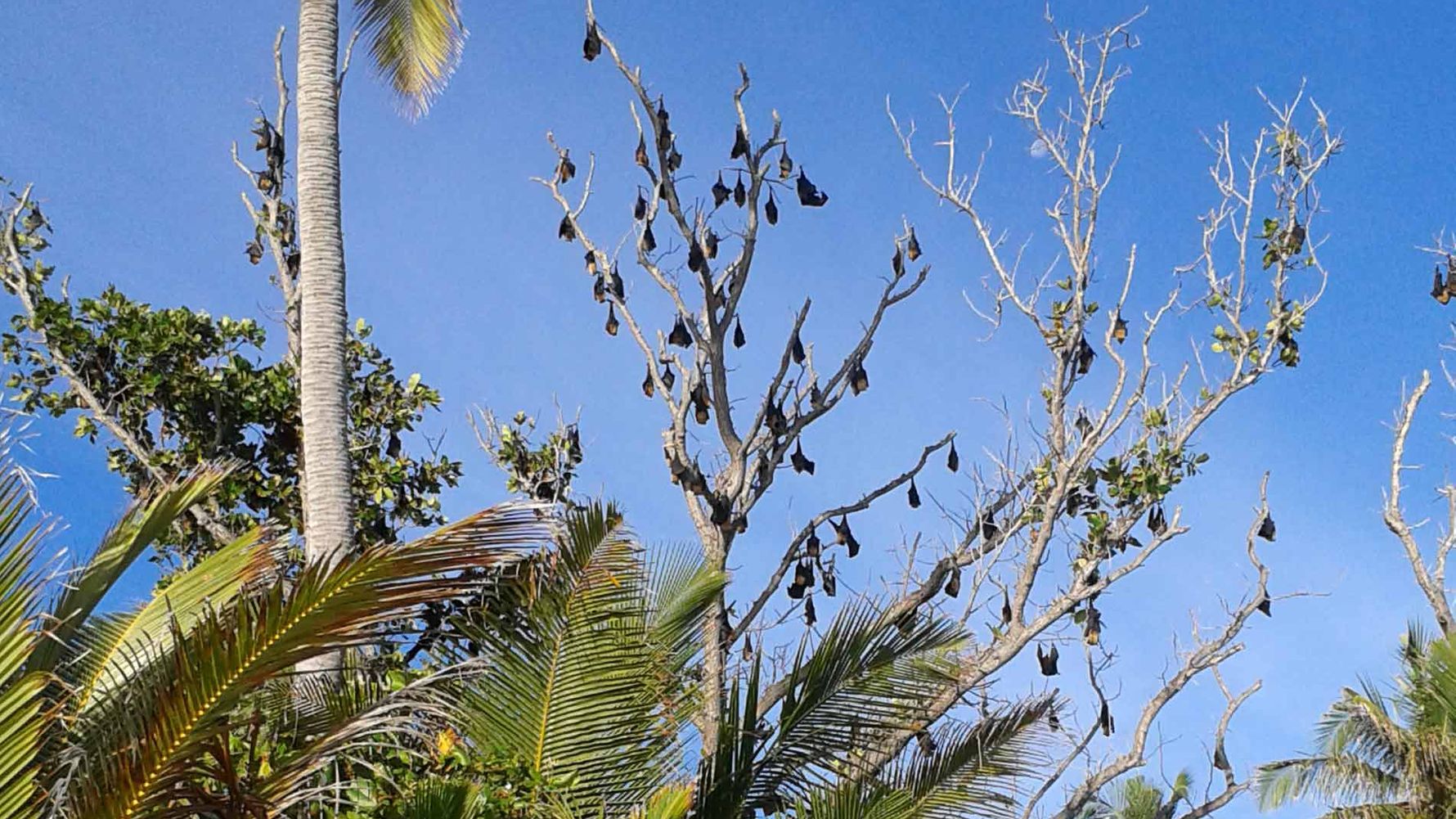freiwilligenarbeit-seychellen-erfahrungsbericht-artenschutz-kundenfotos-fledermaus-natucate