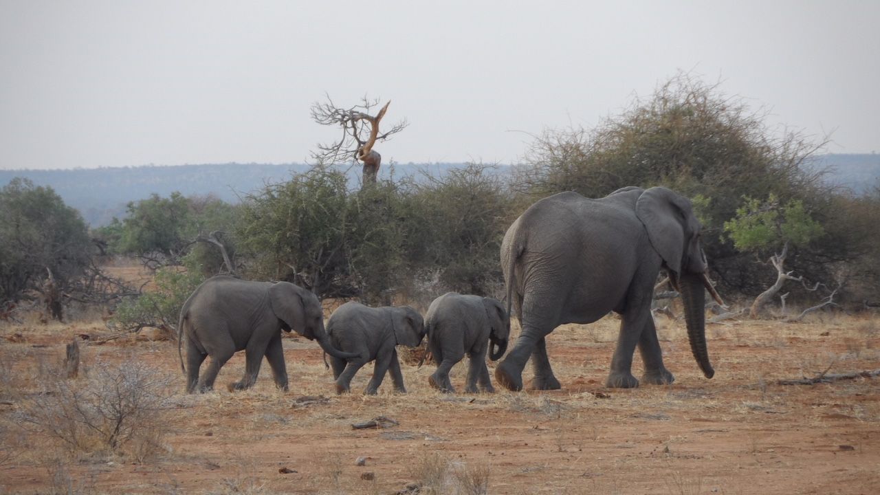 erfahrungsberichte-safari-guide-rangerausbildung-elefanten-natucate