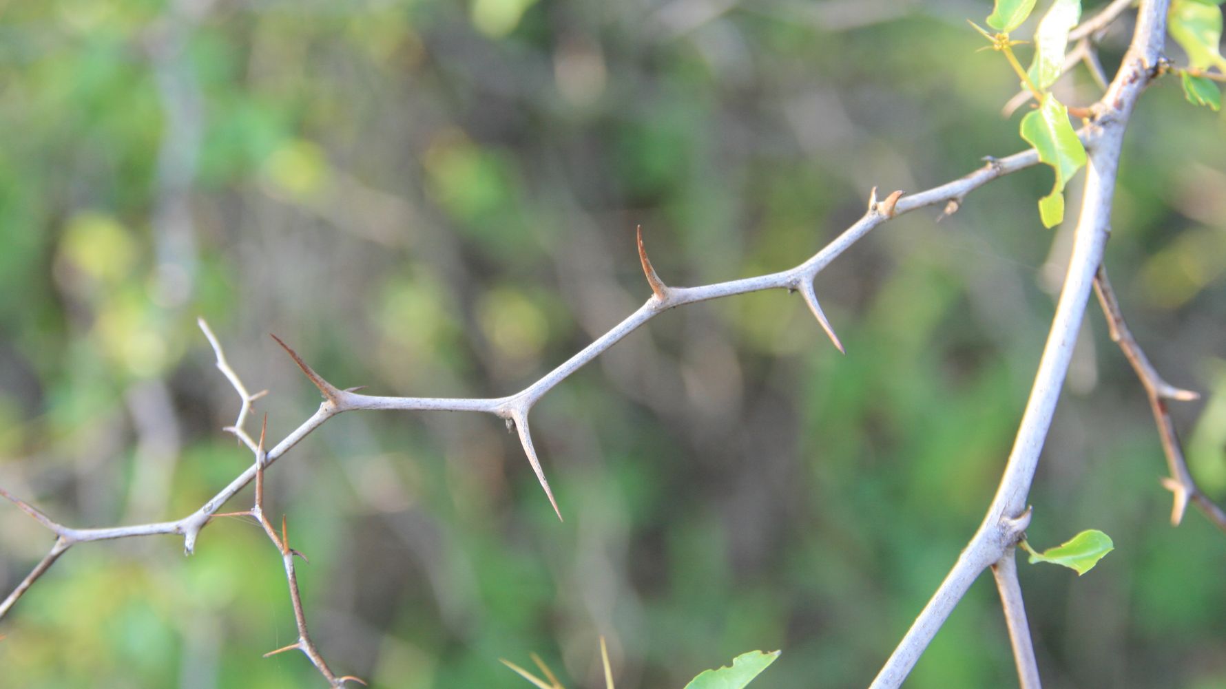 thorny trees