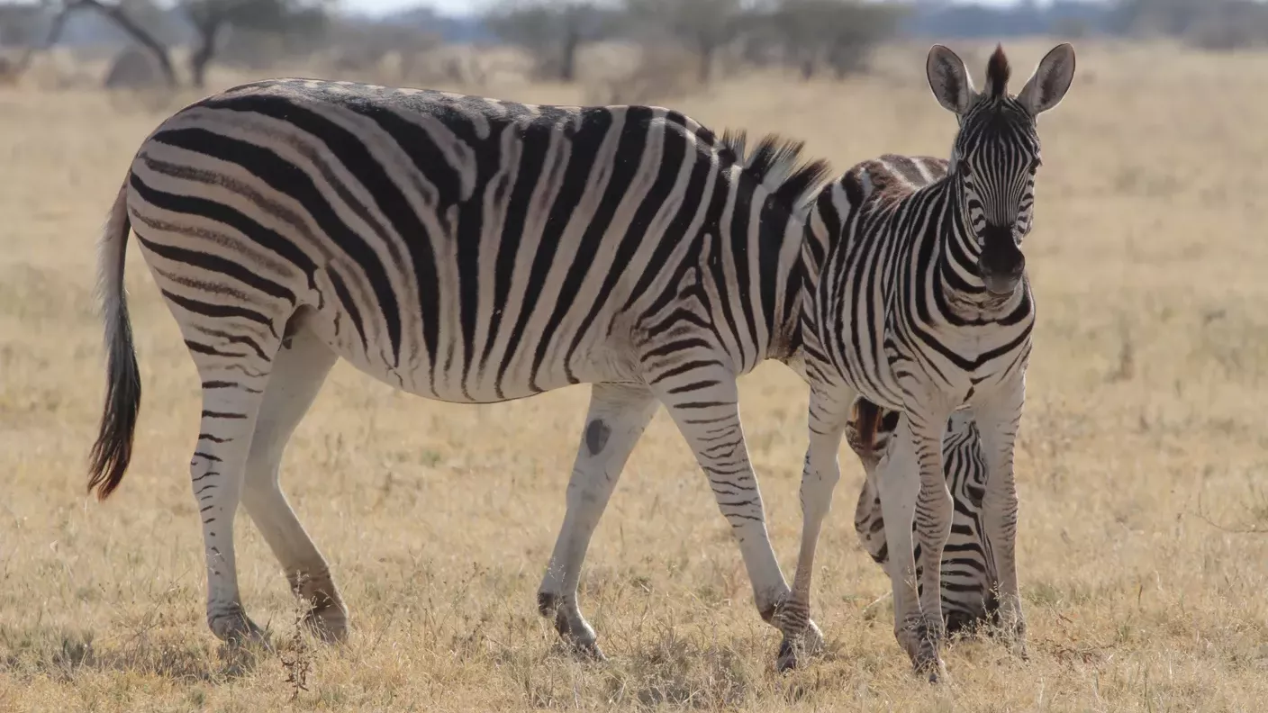 safari-botswana-fluegel-des-okavango-deltas-zebras-natucate