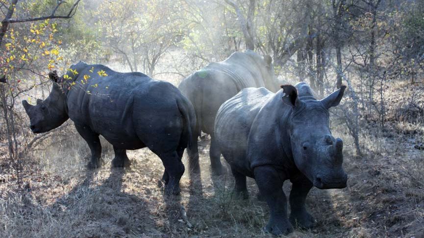 erfahrungsberichte-suedafrika-fgl1-rangerausbildung-kundenfotos-nashoerner-natucate