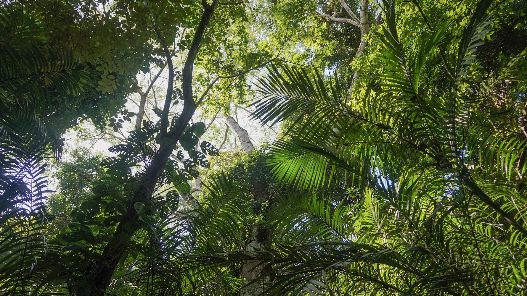 erfahrunsgbericht-costa-rica-praktikum-kundenfotos-artenschutz-palmen-natucate