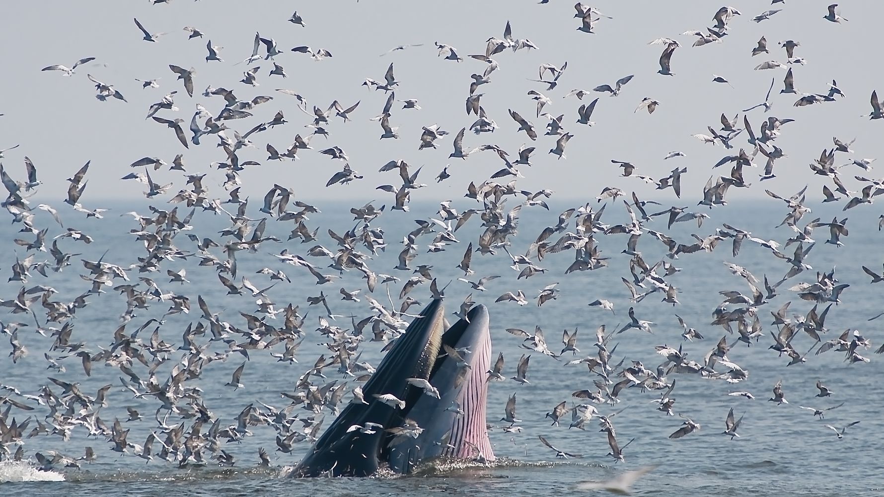 Wal vor der neuseelaendischen Kueste   Wale reisen auf ihren jaehrlichen Wanderungen immer wieder durch die Gewaesser nahe der Neuseelaendischen Kueste