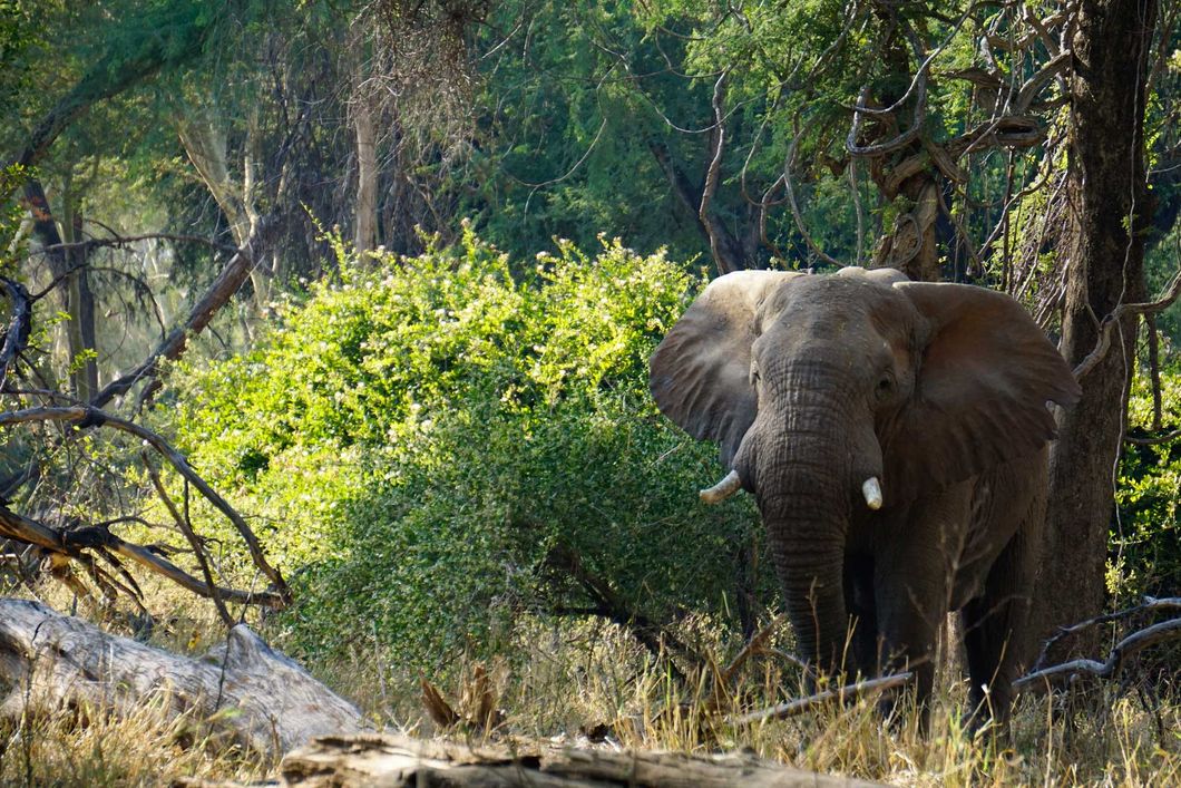Ein grosser Elefant steht grasend im dichten Buschwerk
