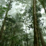 erfahrungsbericht-freiwilligenarbeit-costa-rica-forestconservation-lennart-forest-natucate.jpg