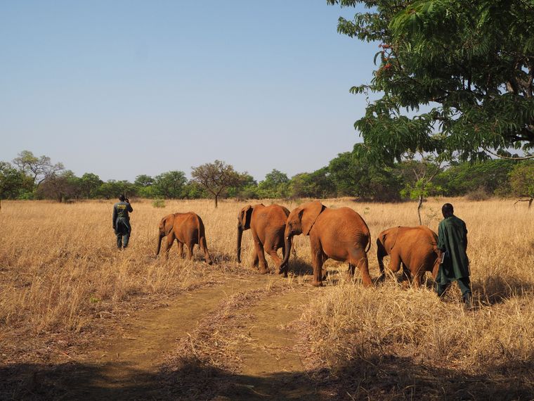 Elefantenpfleger des Artenschutzprojekts in Sambia mit einigen Elefantenwaisen