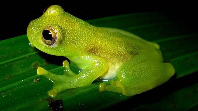 internship-costa-rica-forest-conservation-amphibians-natucate
