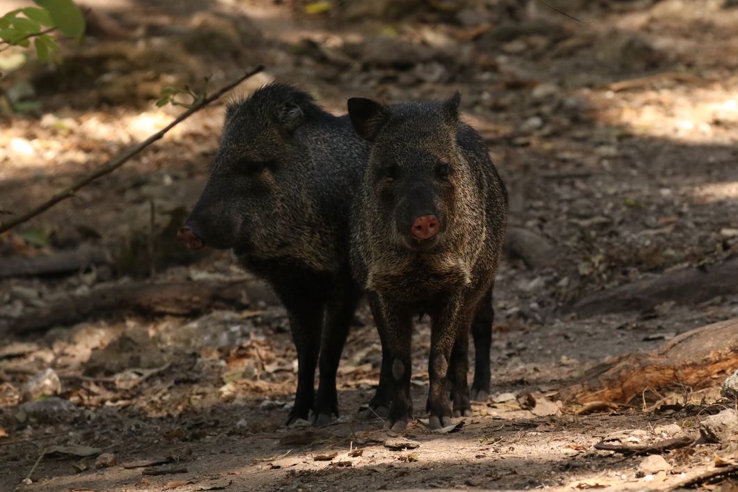 reisen-freiwilligendienst-guatemala-wildtierschutz-schweine