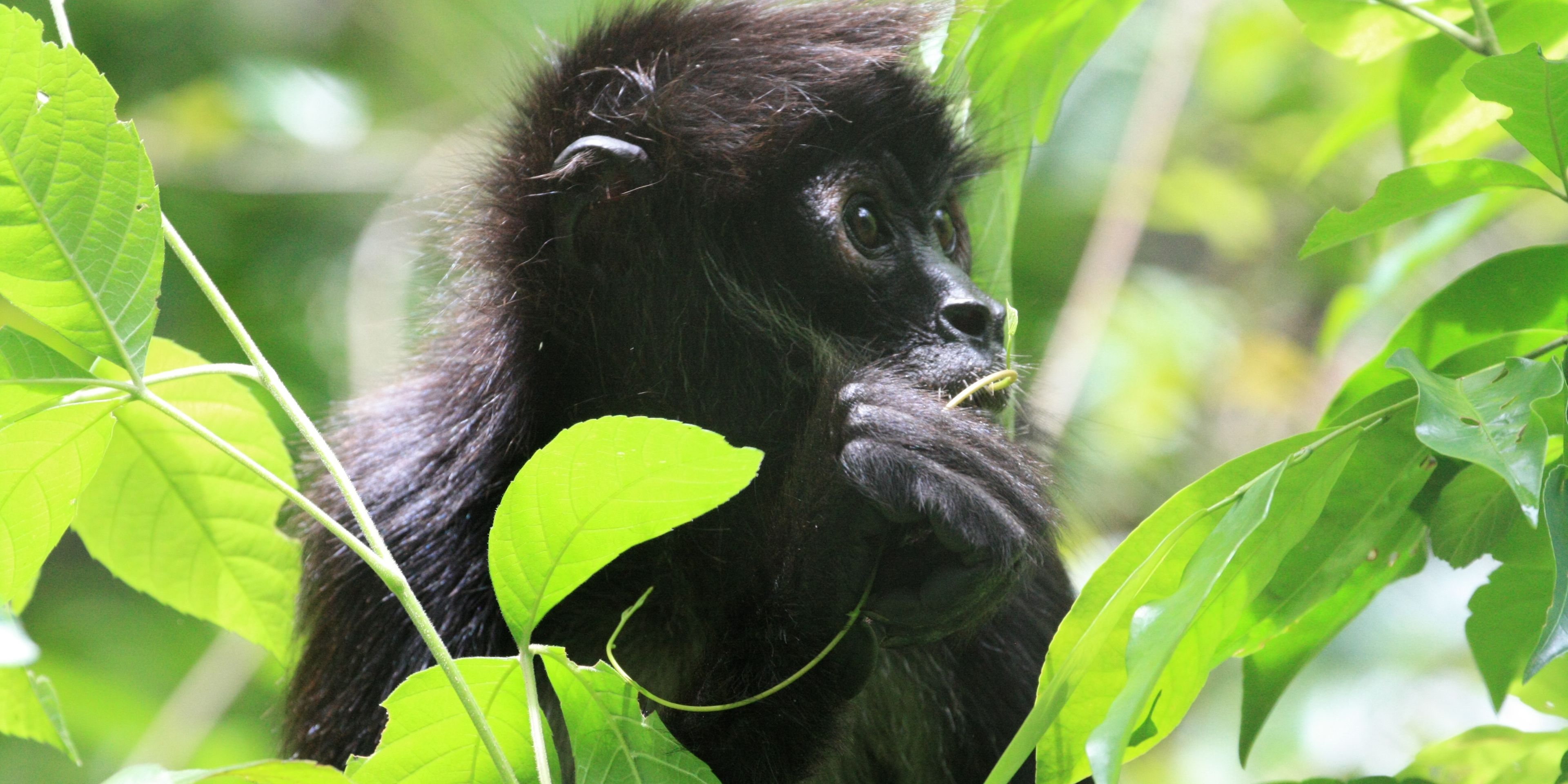 reisen-freiwilligendienst-guatemala-wildtierschutz-affe-nahaufnahme