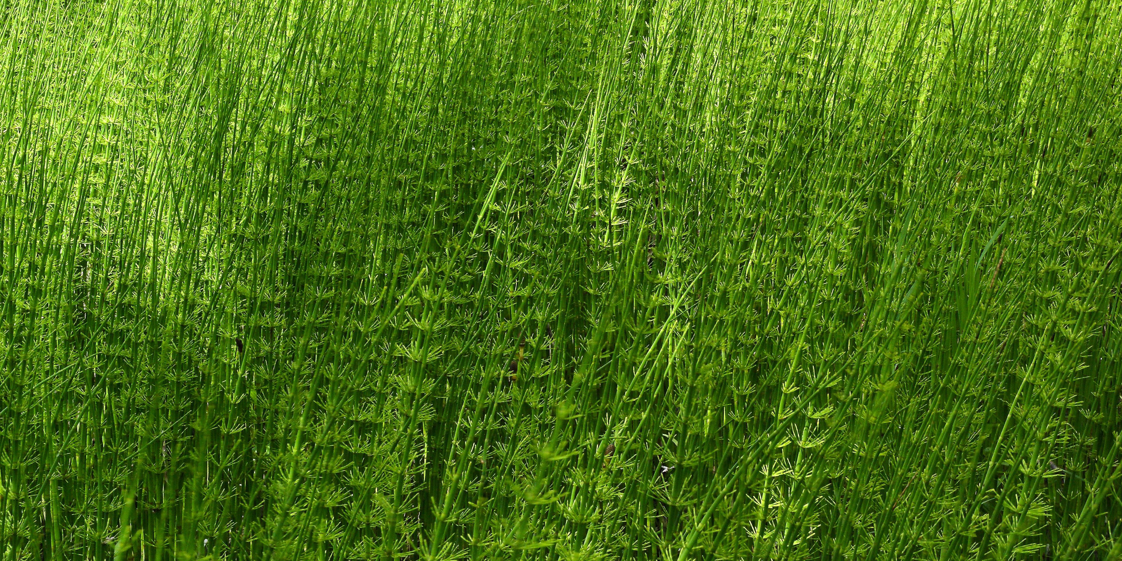 auslandspraktikum-usa-nordamerika-oekologische-landwirtschaft-gras-natucate