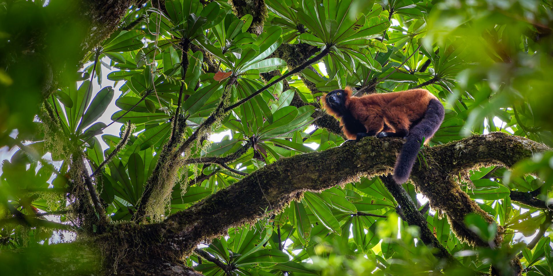 natucate-madagascar-pwe-mody-lemur-tree-far