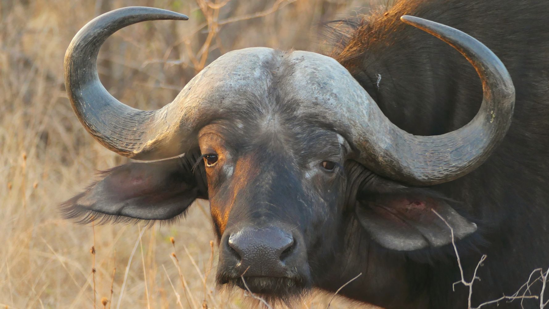 Buffalo