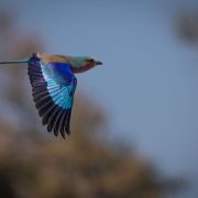 blog-sabbatjahr-wechsel-gkv-pkv-vogel-natucate