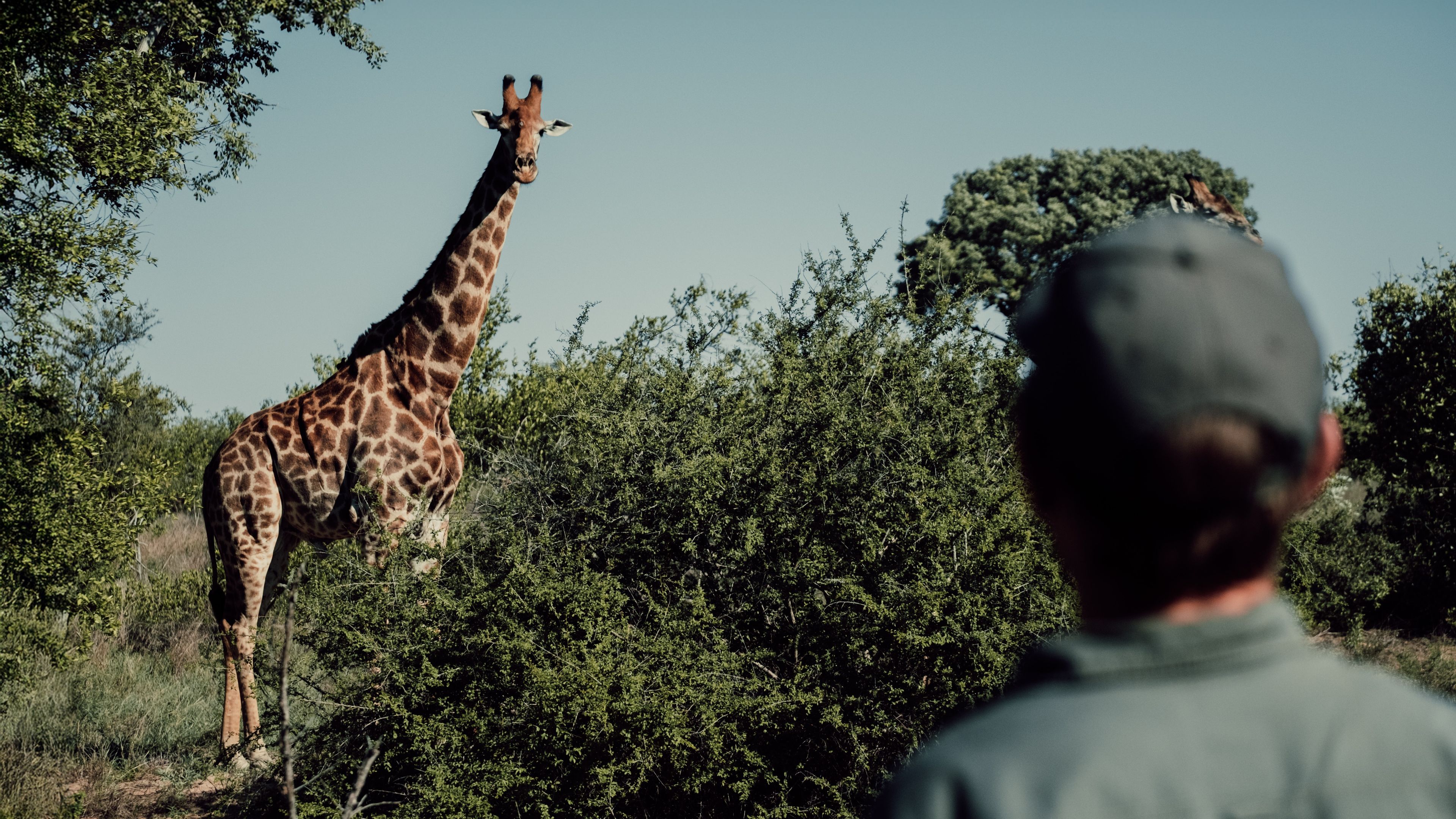 natucate-nature-travel-animal-tracking-expedition-tracking-giraffe-hero
