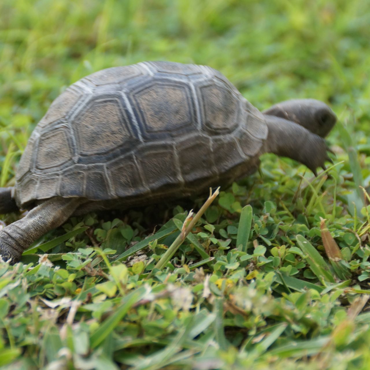 freiwilligenarbeit-seychellen-artenschutz-erfahrungsbericht-kundenfotos-kleine-schildkroete-natucate