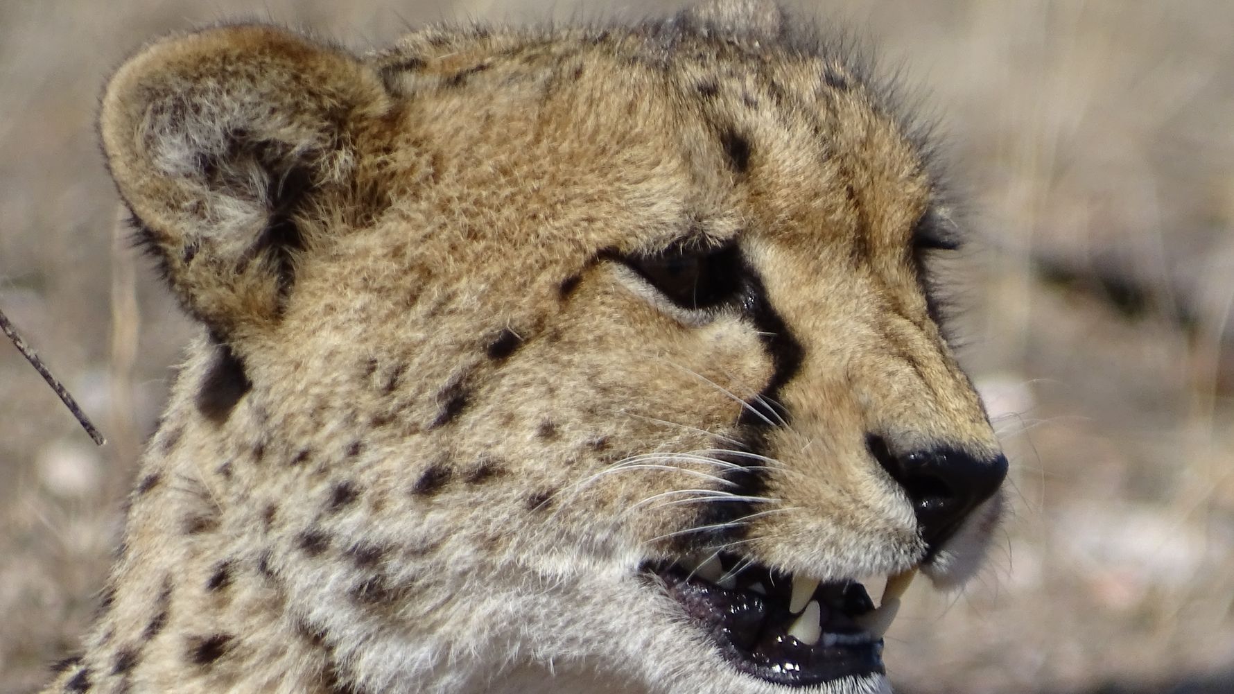 artenschutz-bedrohte-tierarten-geparden