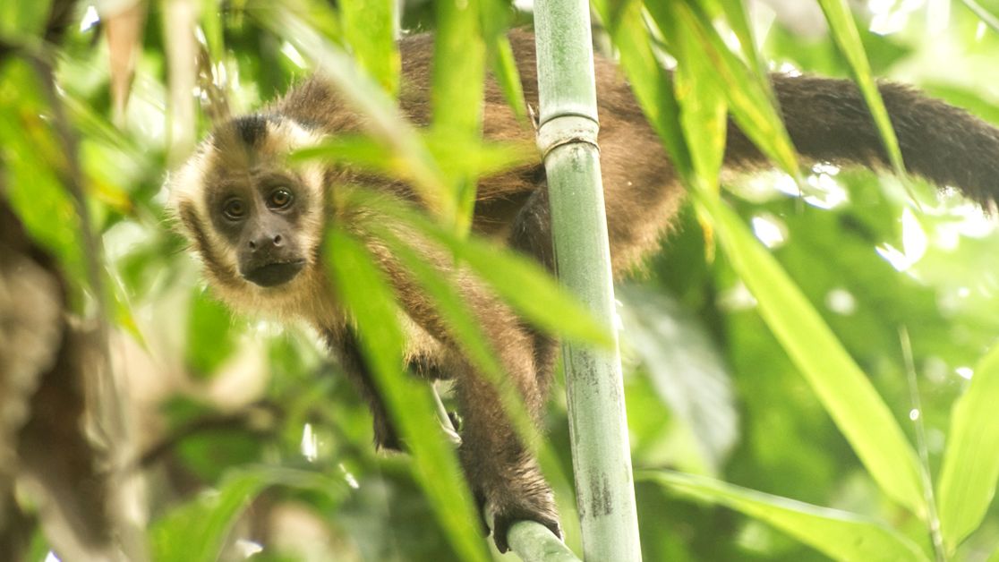 artenschutz-affe-wilderei-lateinamerika-blog-natucate