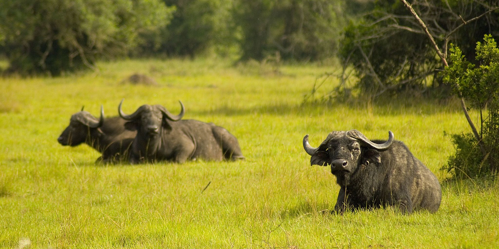 Buffaloo in the high grass