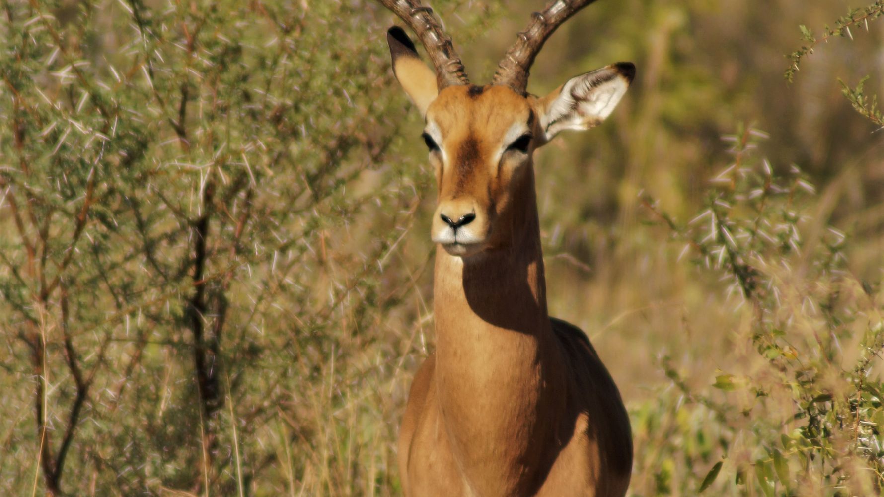 erfahrungsberichte-safari-guide-rangerausbildung-springbock-natucate
