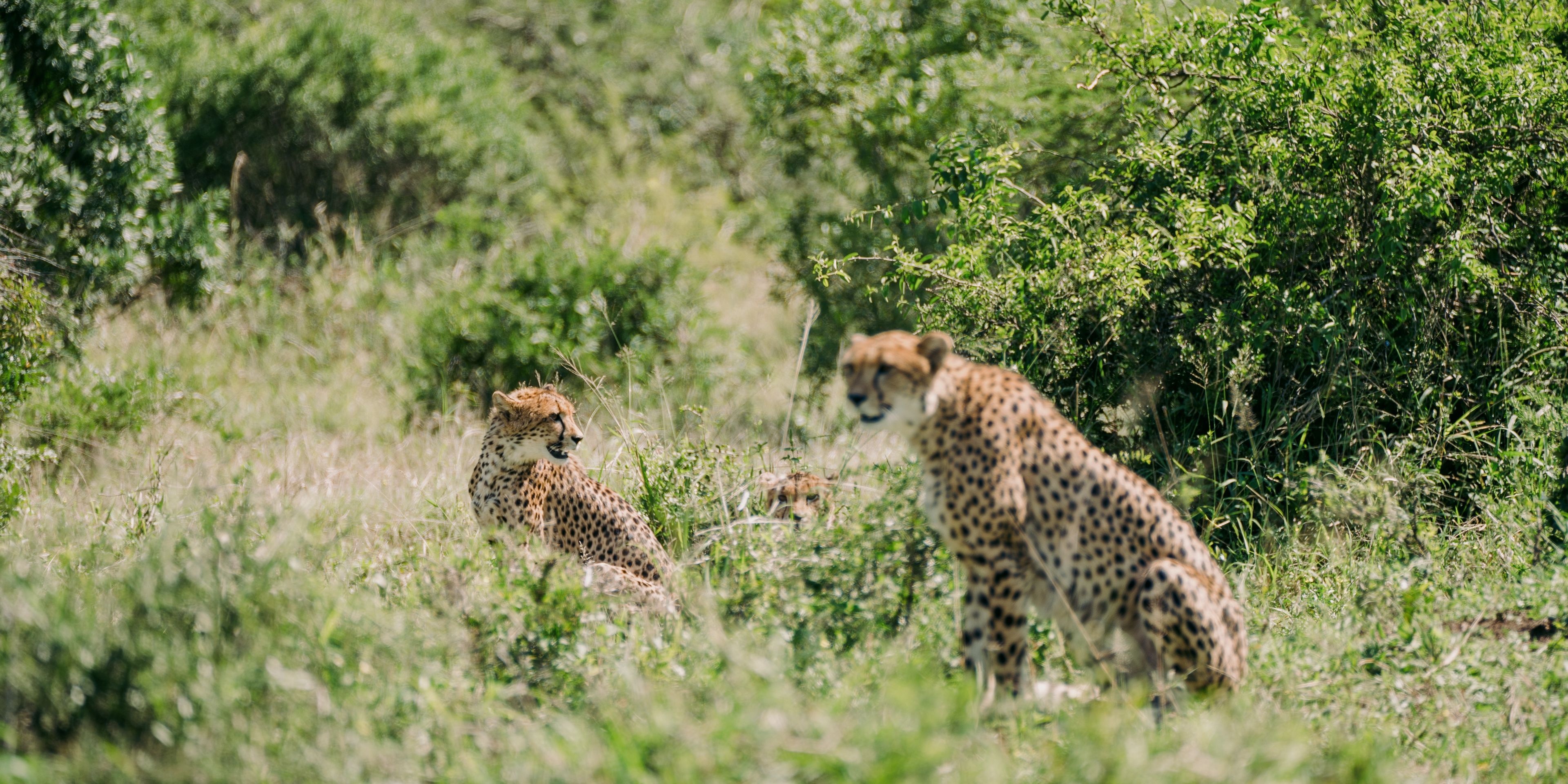 natucate-trip-volunteering-zululand-species-conservation-imfolozi-leopards