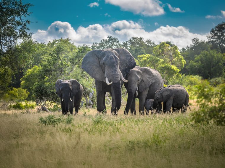 natucate-internship-south-africa-zululand-elephants-herd-hero